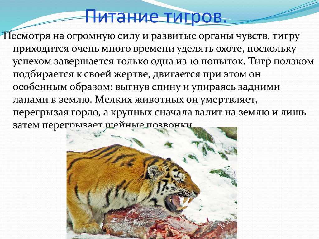 20 видов животных, вымерших в результате человеческой деятельности – zagge.ru
