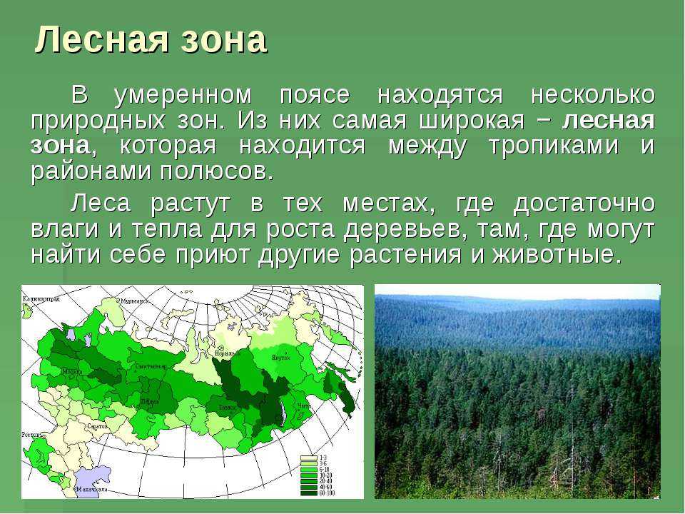 Природные особенности зоны тайги