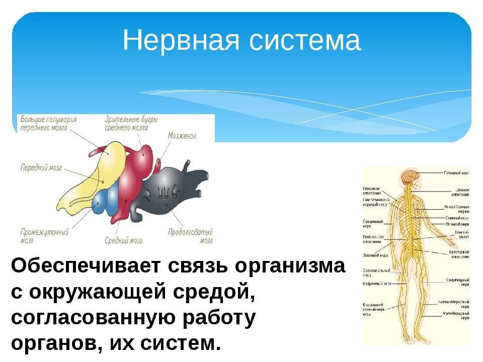 Как нервная система регулирует органы. Система органов человека нервная система. Органы нервной системы и их функции. Строение и функции органов нервной системы. Органы нервной системы животных.
