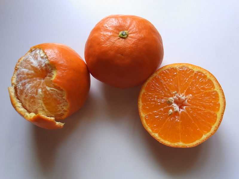 Можно ли хомякам давать мандарины, апельсины и другие виды цитрусовых?