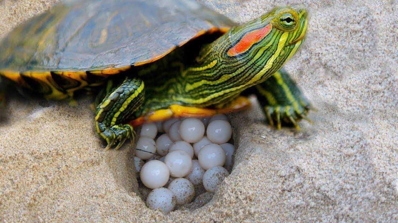 Череп красноухой черепахи