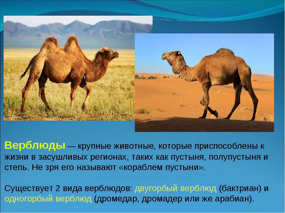 Популярные мифы о верблюдах