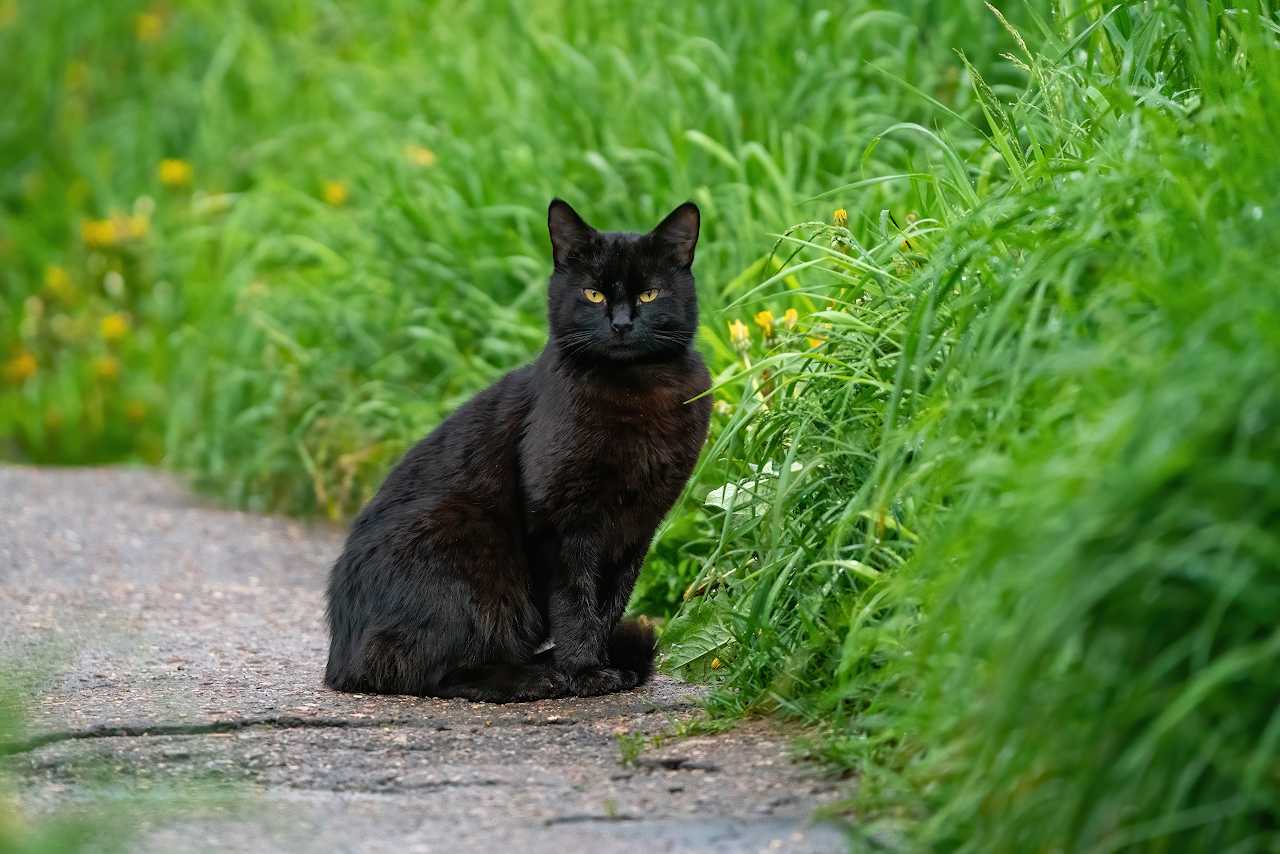 Черная кошка [происхождение, породы, суеверия] - mnogo-krolikov.ru