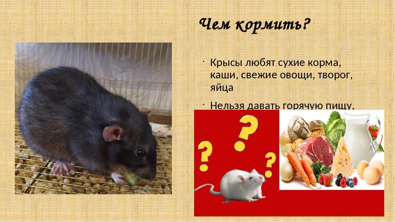 Фрукты и овощи для декоративных крыс