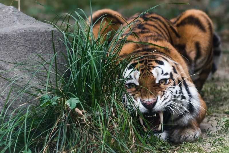 Тигры – виды с фото и описанием, список с названиями, видео, внешний вид, питание
