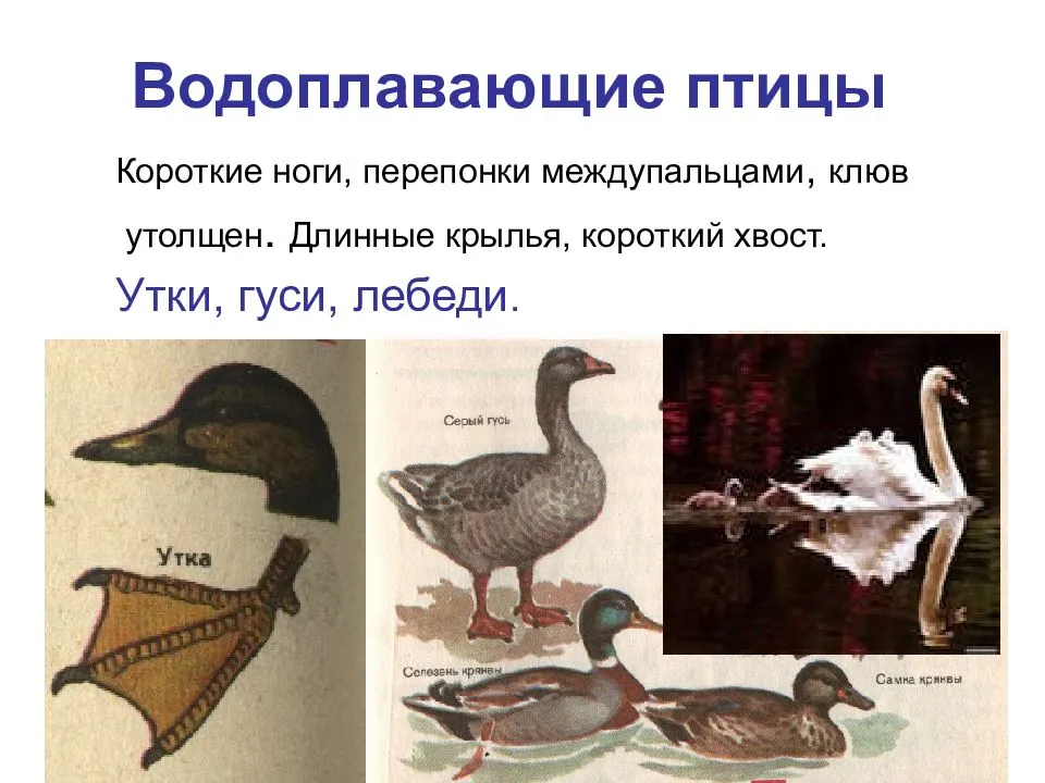 Морские птицы: характеристика, отряды, виды и фото