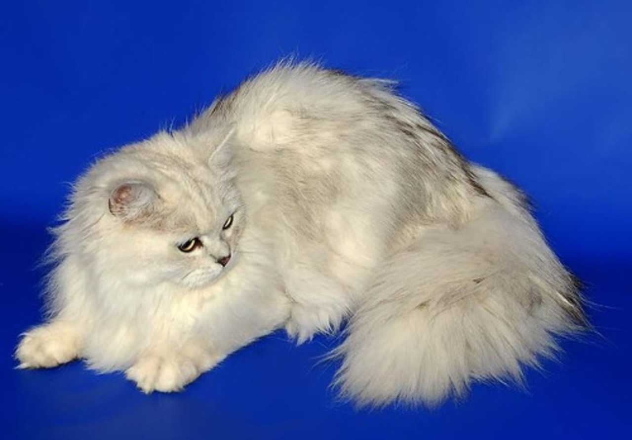 Какие бывают кошки русских пород? топ 10 лучших- описание +фото и видео