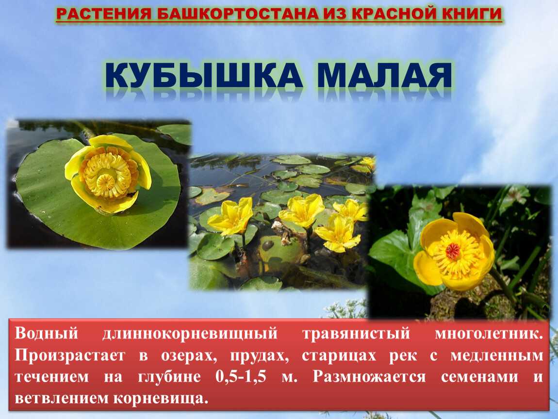Красная книга россии растения фото и описание