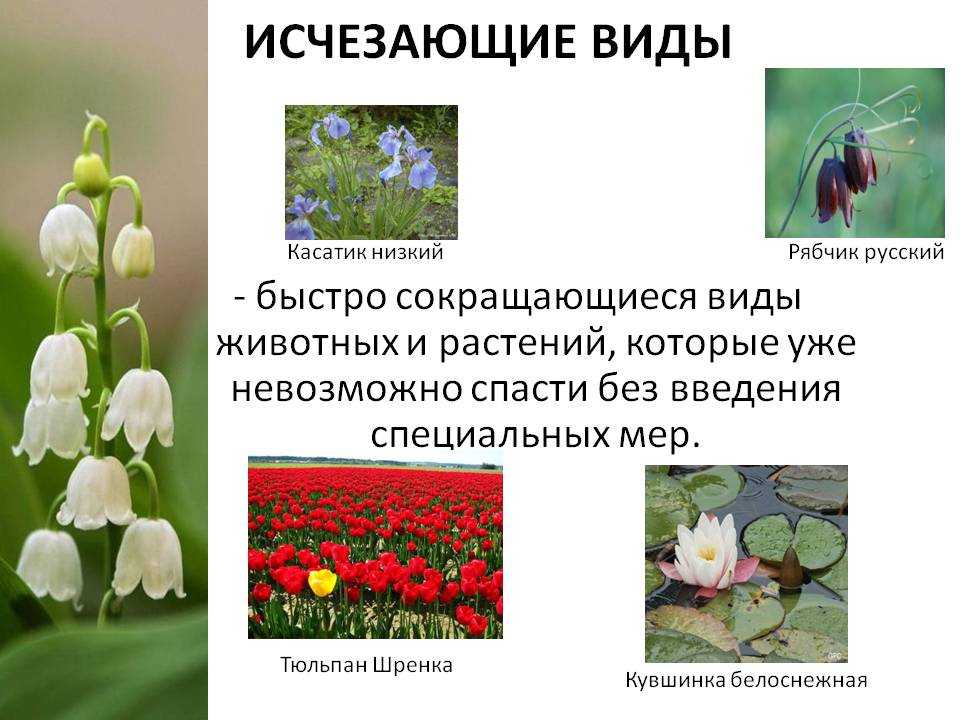 Флора, фауна и лучшие достопримечательности алтайского биосферного заповедника
