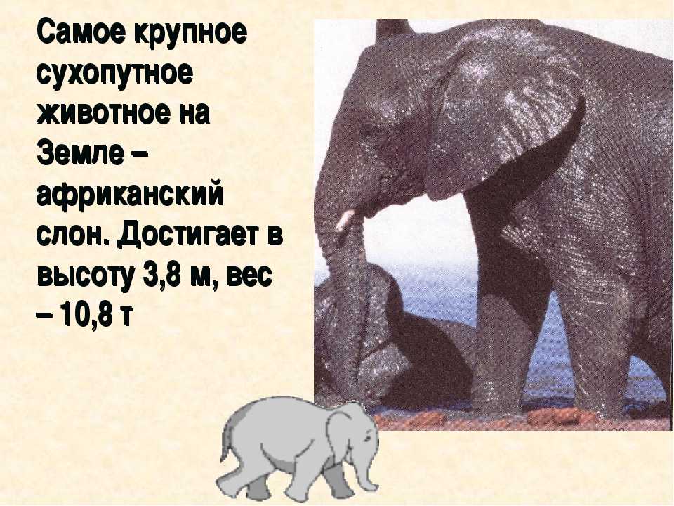 Слон — краткое описание, процесс размножения, интересные факты (89 фото + видео)
