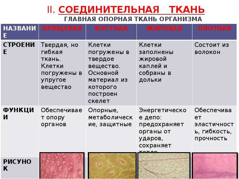 Урок 4: ткани растений - 100urokov.ru