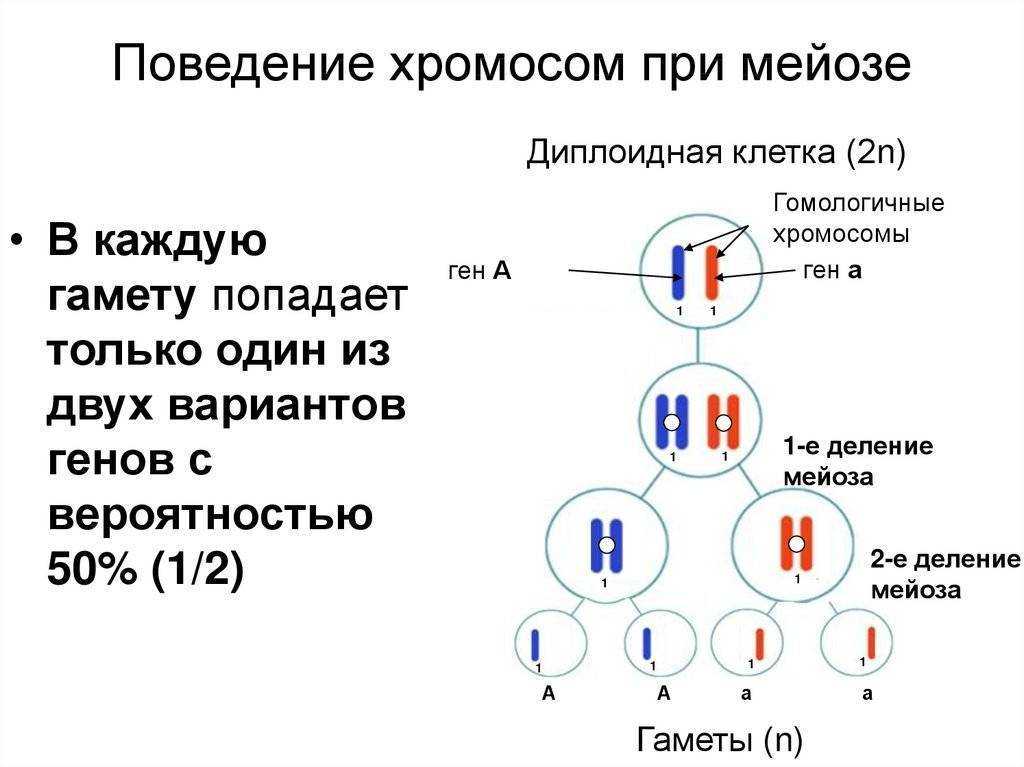 Образование половых клеток мейоз таблица. Наборы хромосом в митозе и мейозе. Последовательность событий при мейозе