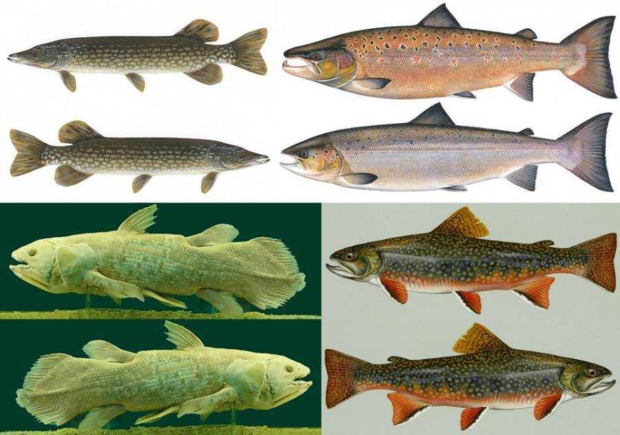 Красная рыба какие виды. Лососеобразные рыбы. Дальневосточная рыба семейства лососевых. Семейство лососевые (Salmonidae). Рыба лососевых пород чавыча.