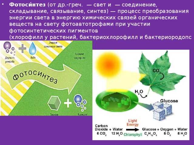 Фотосинтез - основные фазы, процесс и реакция, образующиеся продукты при фотосинтезе | tvercult.ru