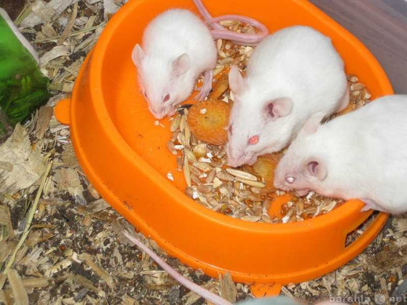 Чем кормить домашнюю крысу