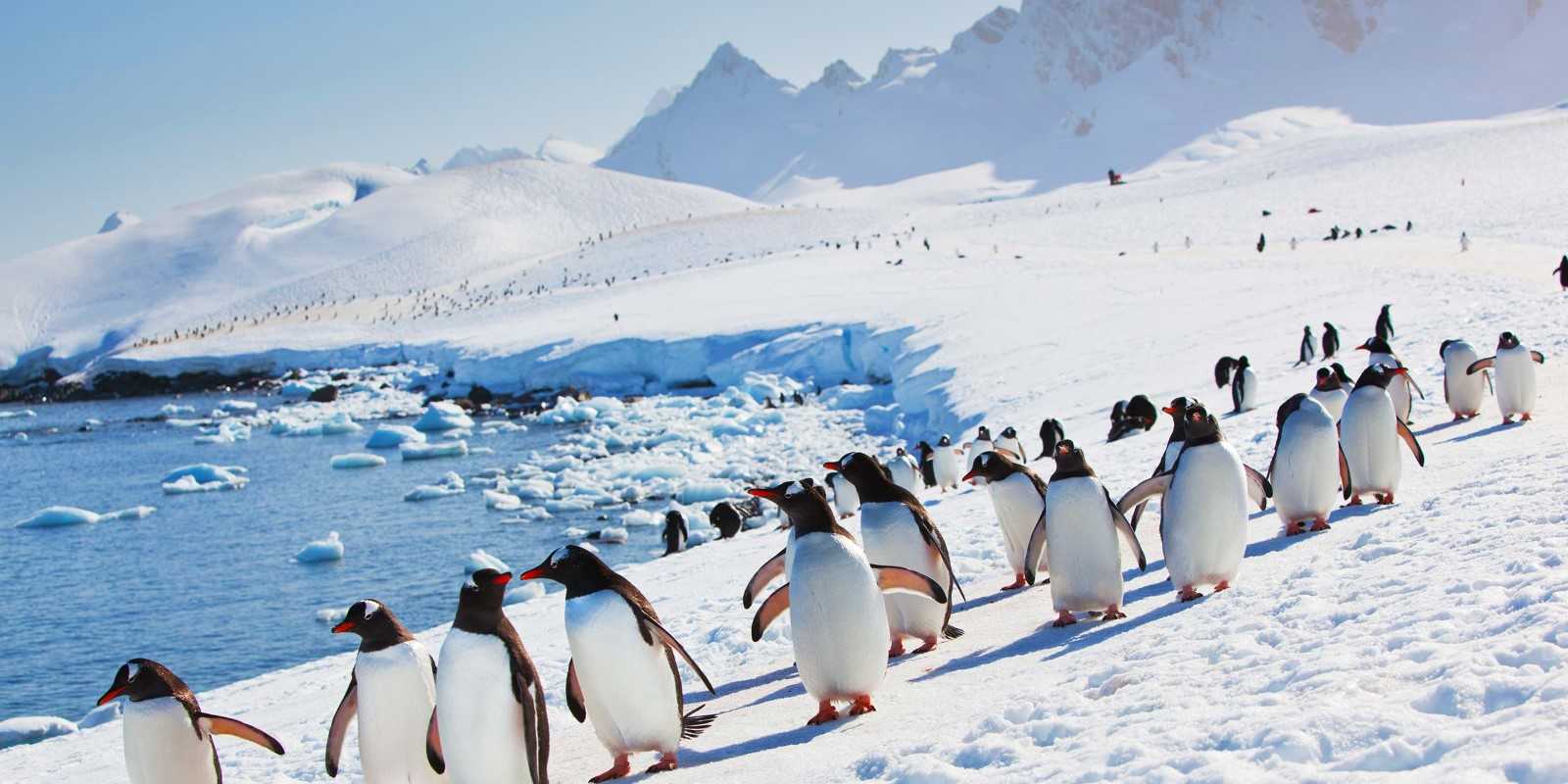 Почему пингвинам нужен холод? - места и названия