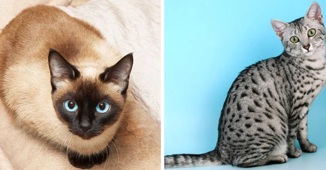 Сколько кошек насчитывается в россии и в мире, где на земле проживает больше всего котов?