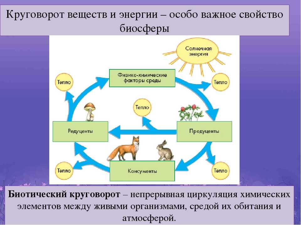 Доклад на тему животные леса 1, 2, 3, 4 класс сообщение