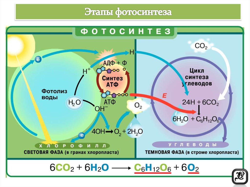 Что такое фотосинтез: что происходит в растении в процессе фотосинтеза, строение хлоропластов - что выделяется в световую и темновую фазу