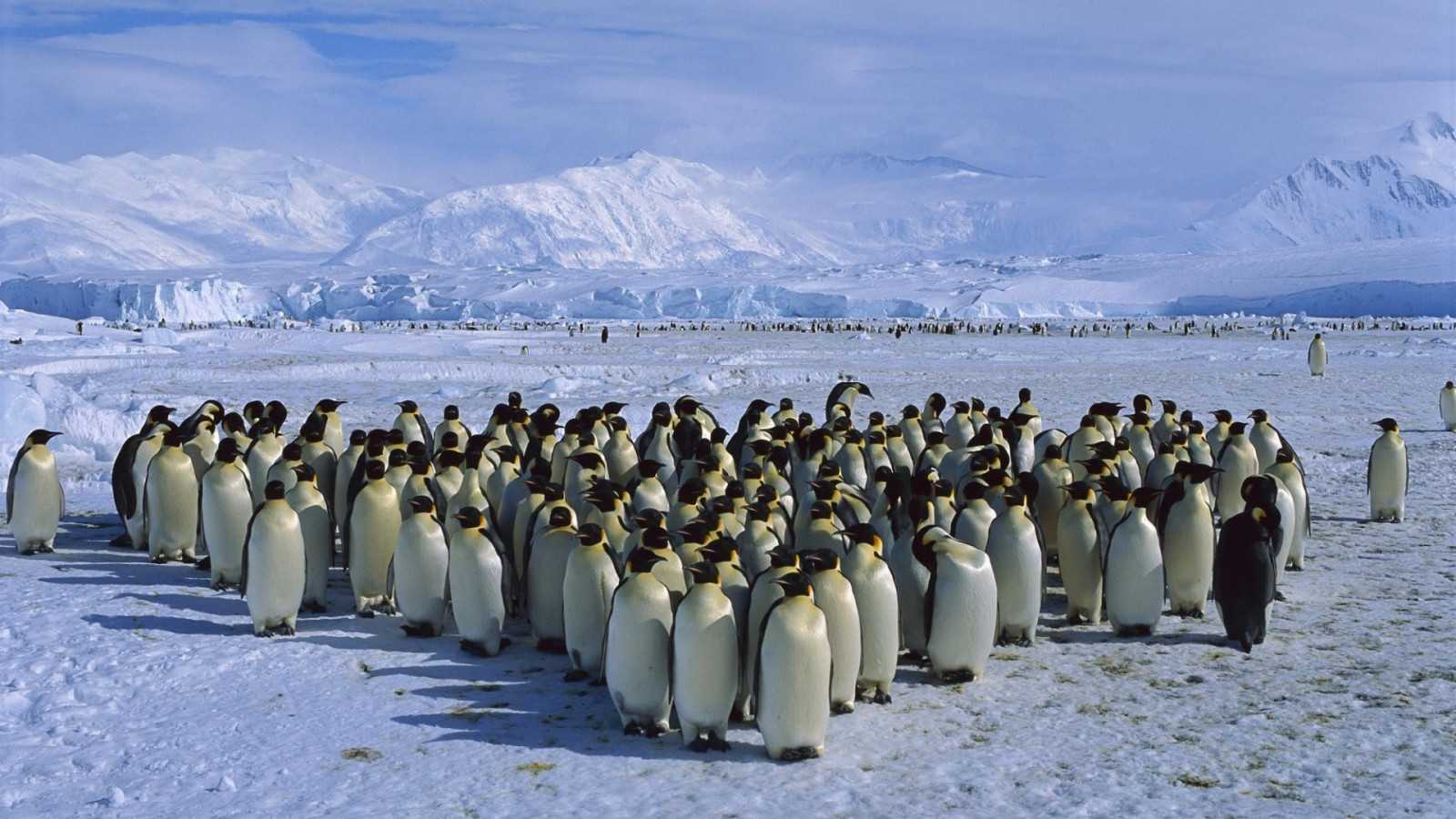 Где живут пингвигны: в арктике или антарктике?