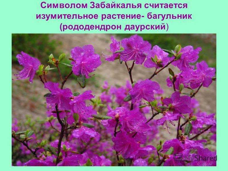 Растения, занесенные в красную книгу забайкальского края - названия, описание и фото — природа мира
