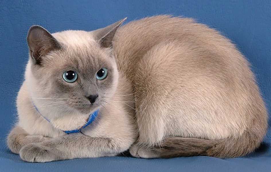 Полосатый кот — название породы и описание