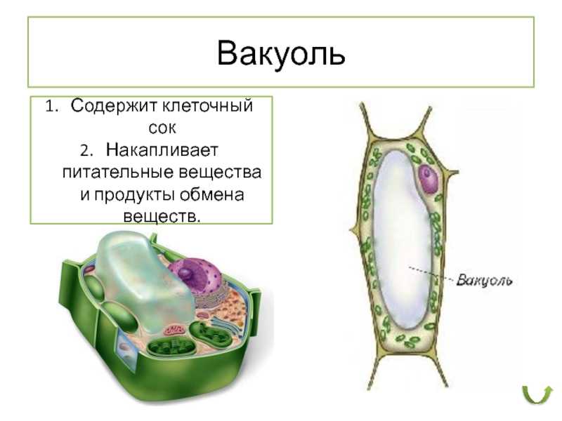 Какие вакуоли в растительной клетке