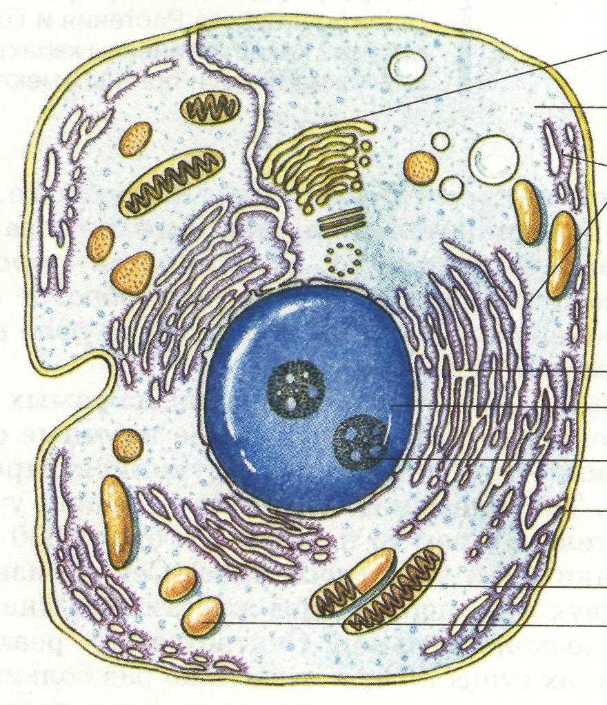 Особенности строения и функций ядра клетки - сайт по биологии
