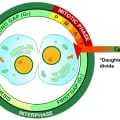 Жизненный цикл клетки. хромосомный набор клетки. деление клеток. | егэ по биологии