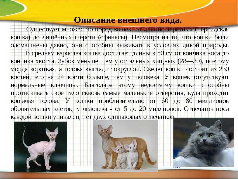 Топ 6 пород кошек с пятнистым окрасом - названия, описание и фото