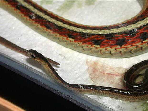 Живородящие змеи: особенности размножения, вынашивания и рождения