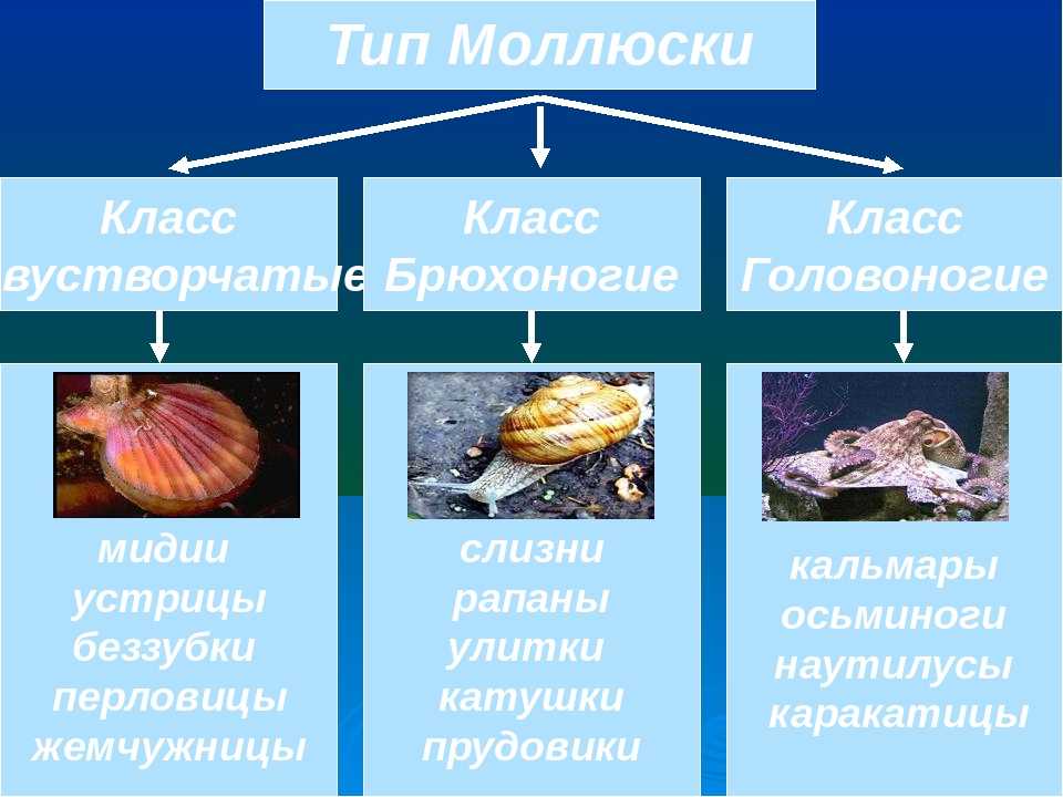 Классы ⭐️ моллюсков: особенности внешнего и внутреннего строения, представители, биология 7 класс