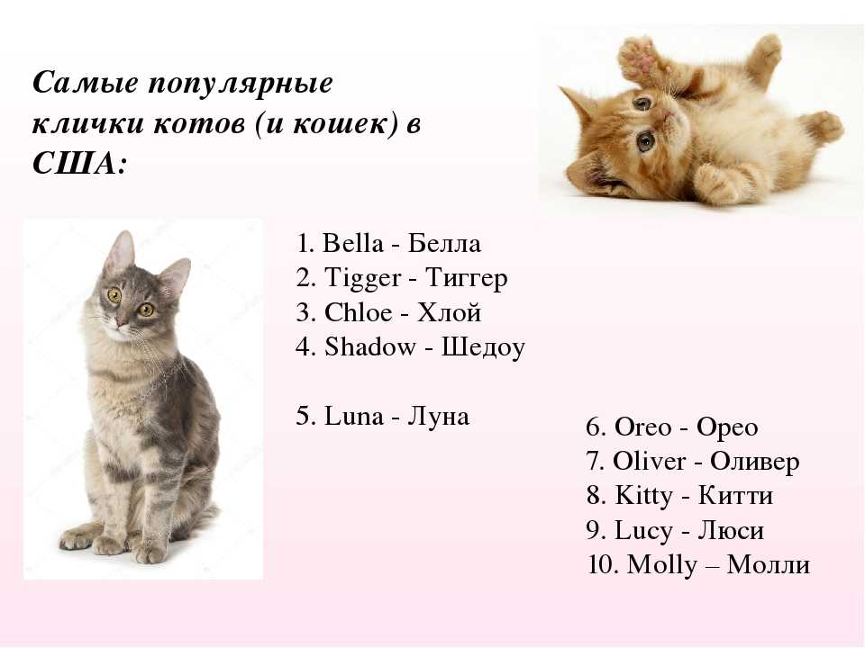 Клички | имена для рыжих кошек со значением | тайна имени