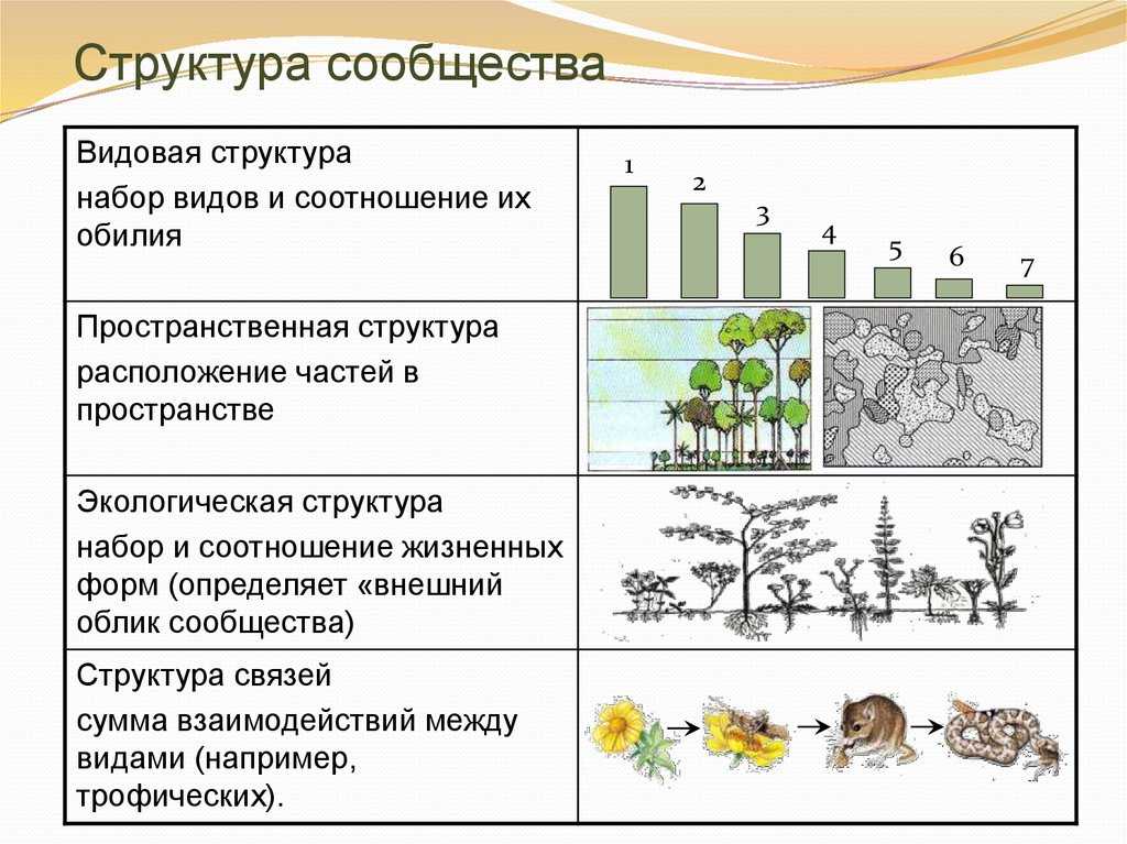 Причины смены биоценоза. Структура сообщества экология. Структуры биоценоза видовая трофическая. Биоценоз это структура сообществ?. Биоценоз биогеоценоз экосистема.