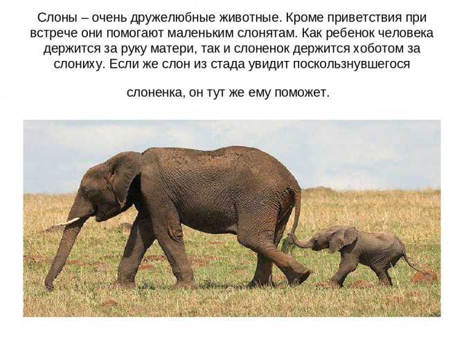 ОТВЕТ: Слоны являются травоядными животными, поэтому они питаются фруктами, корой, веточками и травой