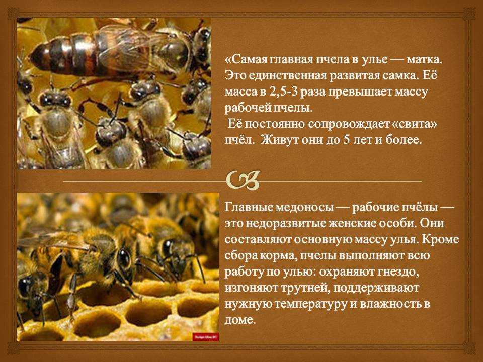 Матка пчелы ?: как выглядит главная особь в улье, размножение, образ жизни, интересные факты
