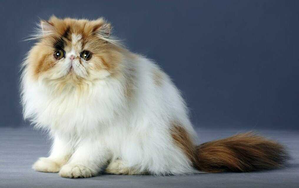 10 самых полосатых пород кошек – что объединяет всех котов мира, кроме желания быть независимым.