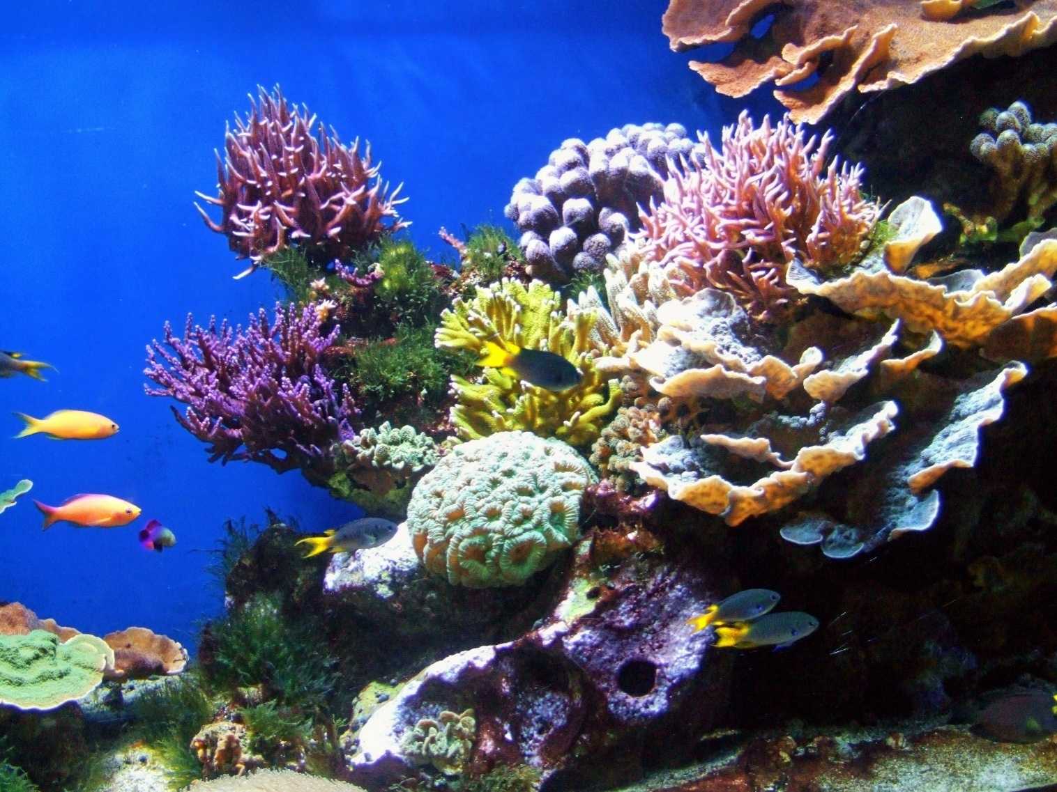 Кораллы животное, живые, коралловые полипы. anthozoa ehrenberg, 1834 = кораллы, коралловые полипы