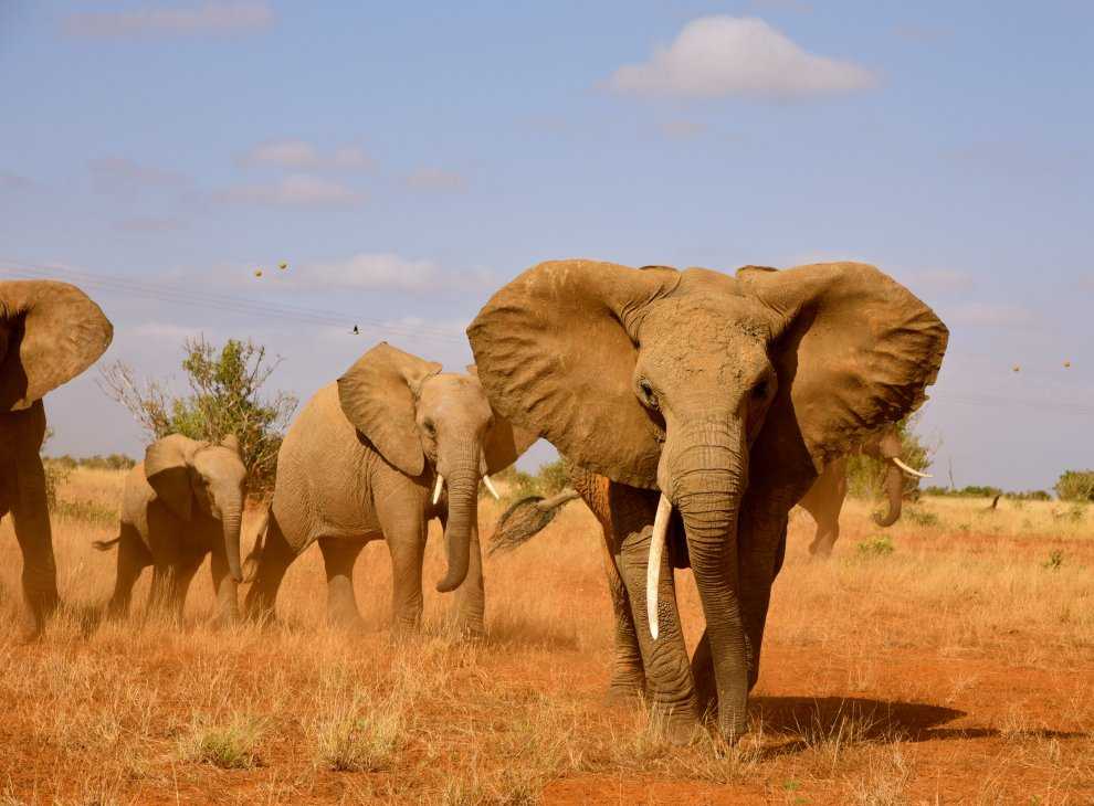 20 интересных фактов о слонах: рассматриваем вопрос