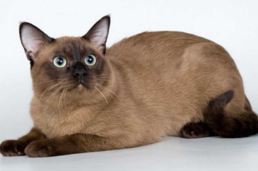 14 самых полосатых пород кошек: 40 фото и описание каждой