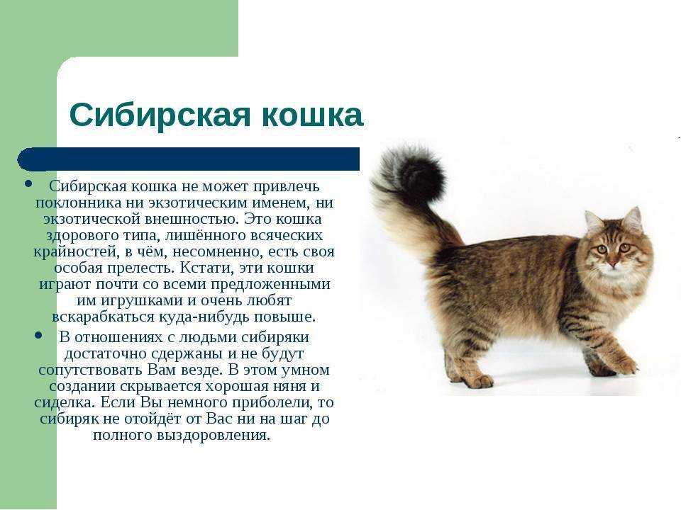 Беспородные кошки: описание, характер, советы по содержанию и уходу, фото