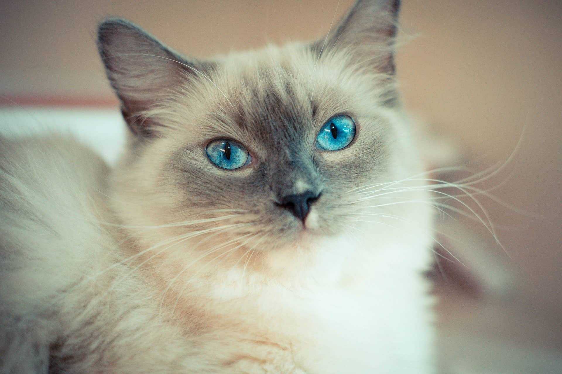 Шотландская вислоухая кошка: описание породы, характер, уход