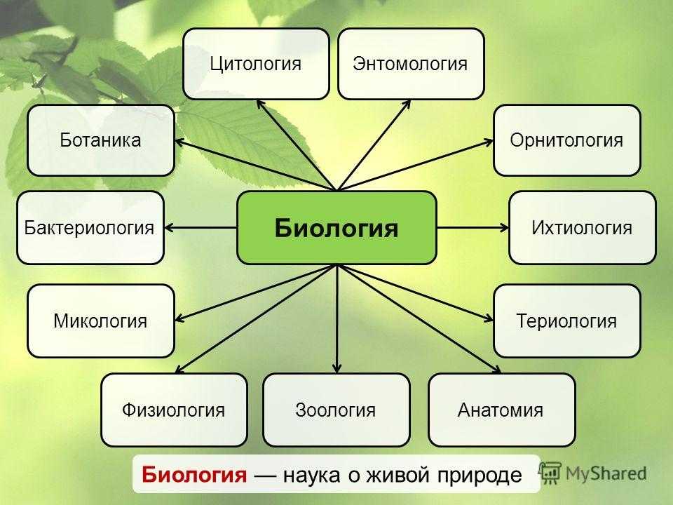 Какая наука изучает изображенные на рисунке биологические объекты