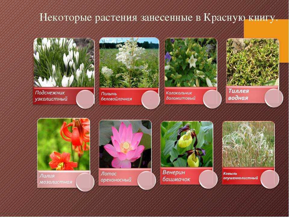 Красная книга россии растения фото и описание - новости, справки, информация, советы