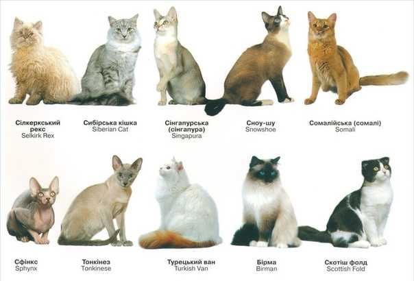Как узнать породу кошки