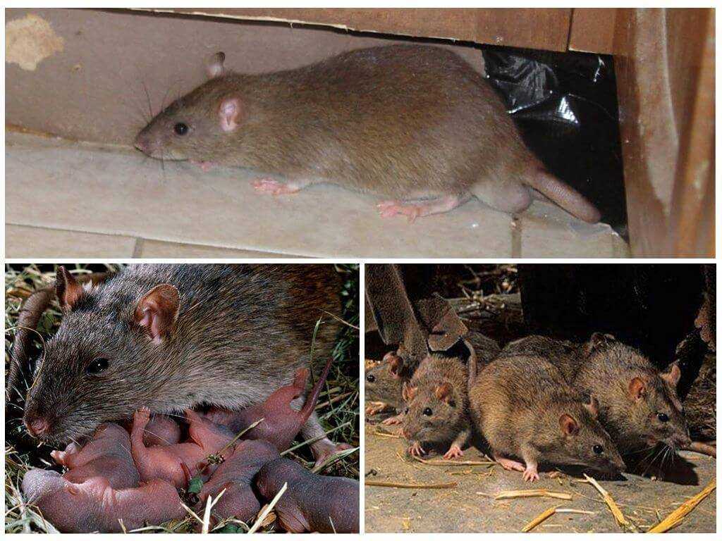 Сколько живут домашние крысы. смерть домашней крысы — признаки и причины