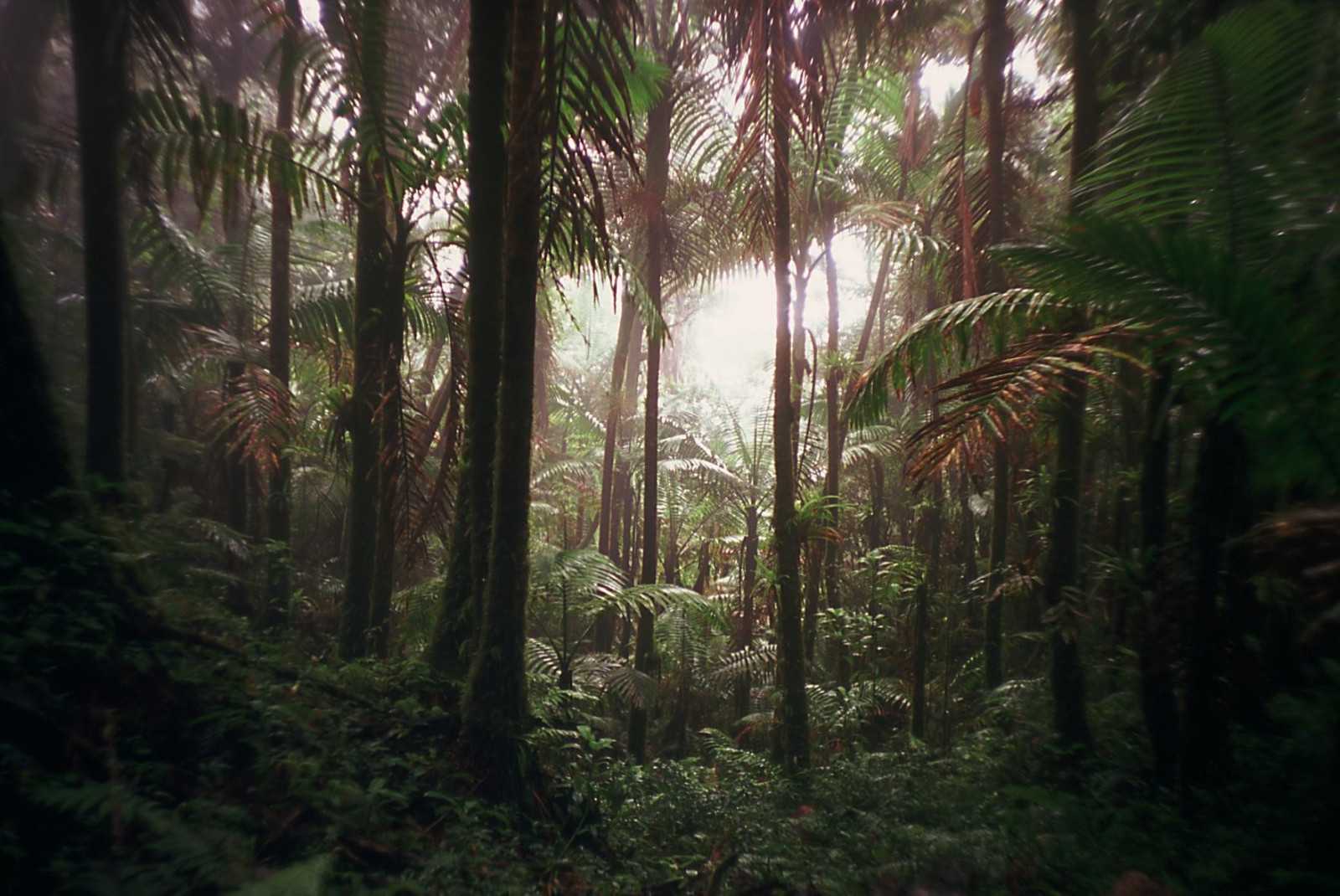 Биомы влажных тропических лесов. животные и растения