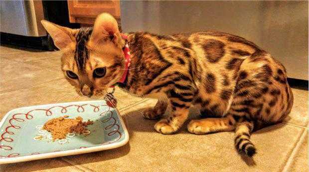 Чем кормить бенгальского котенка: меню по возрастам