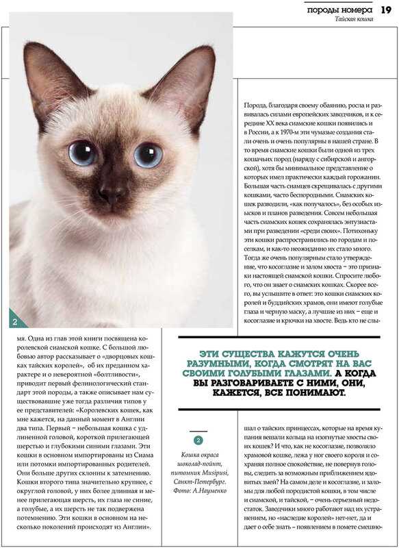 ᐉ цейлонская кошка - описание пород котов - ➡ motildazoo.ru