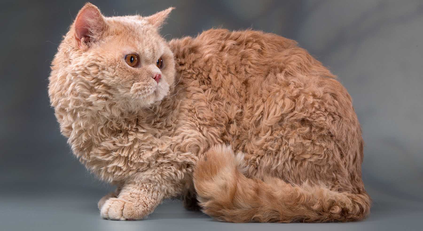 Самые популярные породы кошек: топ 10